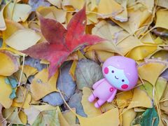 -三里屯东五街银杏大道