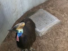 -西霞口神雕山野生动物世界