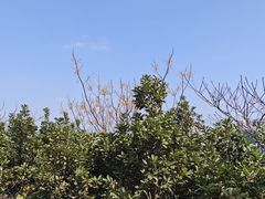 -佛山华盖山公园
