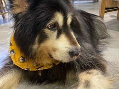 -more than meow吴止猫主题餐厅(承德 中船汇店)