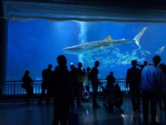 -烟台海昌鲸鲨海洋公园