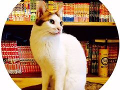 -萌喵咖啡屋(人民东路4号口M16商铺店)
