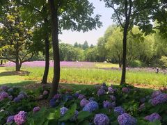 -上海滨江森林公园