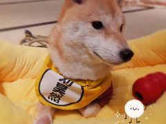 -逗柴咖啡屋·狗咖猫咖宠物桌游