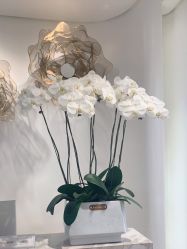 -YESIDO椰岛美容