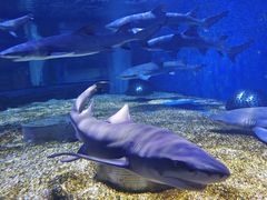 -成都浩海立方海洋公园