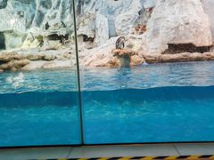 -帝企鹅自助餐厅•儿童岛•真企鹅(长隆企鹅酒店)