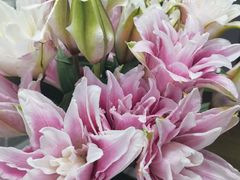 -植物学家的女儿(北马道巷店)