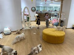 -1013 PET SHOP精品宠物商店(丁香店)