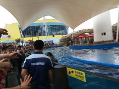 -芜湖新华联大白鲸海洋公园