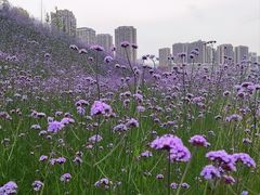 -石井坡(地铁站)