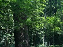 -西湖风景区十里琅珰-五云山