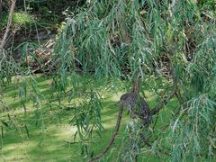 -白塘生态植物园