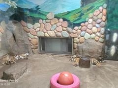 -上海野生动物园