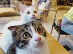 -平行世界·猫咖(首经贸店)