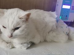-北京观赏动物医院·24小时大型综合·猫专科·异宠专科