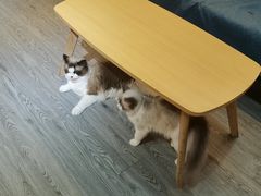 -猫十亿·布偶金渐层·曼基康矮脚猫舍(青年路店)