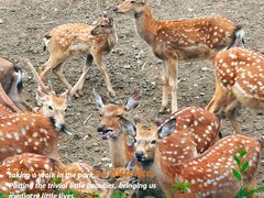 -沈阳森林动物园