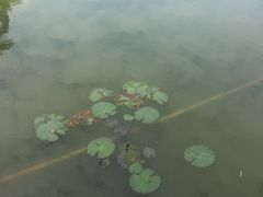 -四海公园(南山区)