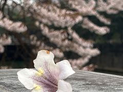 -红星桥(地铁站)