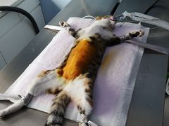-关爱宠物医院·猫科中心·消化科(滨湖万达分院)