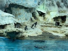 -帝企鹅自助餐厅•儿童岛•真企鹅(长隆企鹅酒店)