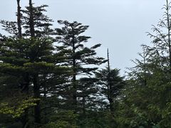 -峨眉山报国寺