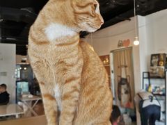 -Cappucimeow猫咪咖啡馆(韦伯时代店)
