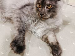 -十年猫舍·猫咪专门店(普陀店)