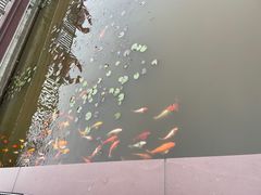 -滕州微山湖红荷湿地景区