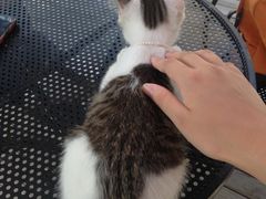 小喵-海边的猫和咖啡馆