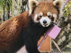-灵玲国际马戏城