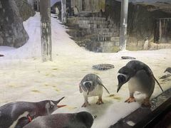-悉尼海洋生物水族馆