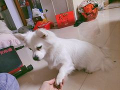 -福懋动物医院·犬猫全科·外科·重症科(杏林分院)