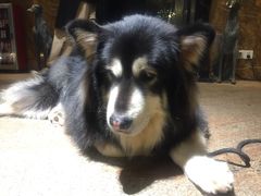 -more than meow吴止猫主题餐厅(承德 中船汇店)