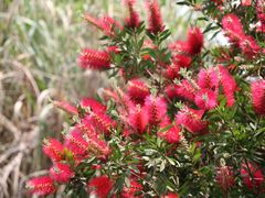 -桤木河湿地公园