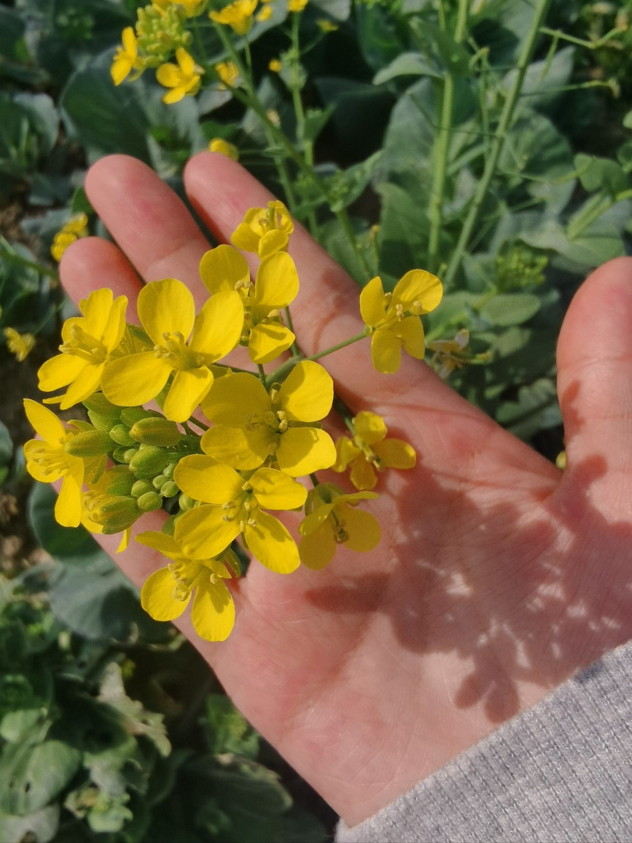 油菜花田,4月初油菜花的季节真美,小小黄黄的小朵朵,吸引了很多来采蜜