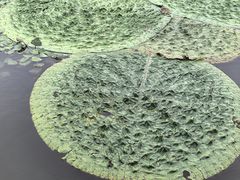-池杉湖湿地公园