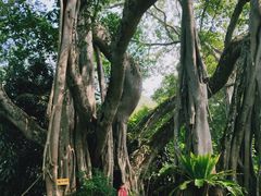 -瑞丽独树成林风景区