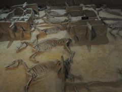 -洛阳周王城天子驾六博物馆