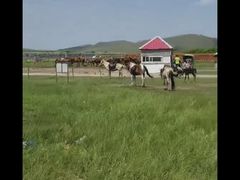 -张北坝上草原