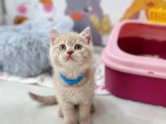 -糯米喵星人总部直营旗舰店·猫舍·幼猫出售