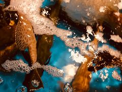 -海九澎湖海鲜餐厅