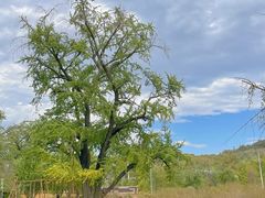 -千年银杏谷文化旅游区