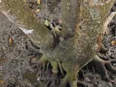 -东寨港红树林旅游区