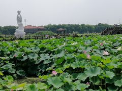 -荷塘月色湿地公园·向阳花洲