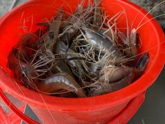 -会江钓鱼钓虾烧烤场