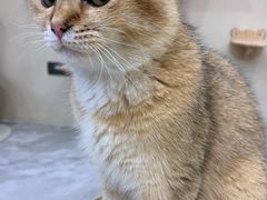 -猫力发电所·宠物专门店
