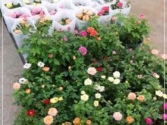 -双季花艺园艺市场(浦东店)
