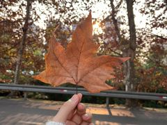 -杨柳河(地铁站)